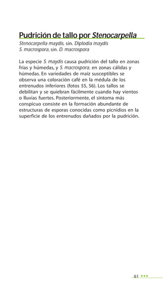 61
Pudrición de tallo por Stenocarpella
Stenocarpella maydis, sin. Diplodia maydis
S. macrospora, sin. D. macrospora
La especie S. maydis causa pudrición del tallo en zonas
frías y húmedas, y S. macrospora, en zonas cálidas y
húmedas. En variedades de maíz susceptibles se
observa una coloración café en la médula de los
entrenudos inferiores (fotos 55, 56). Los tallos se
debilitan y se quiebran fácilmente cuando hay vientos
o lluvias fuertes. Posteriormente, el síntoma más
conspicuo consiste en la formación abundante de
estructuras de esporas conocidas como picnidios en la
superficie de los entrenudos dañados por la pudrición.
 