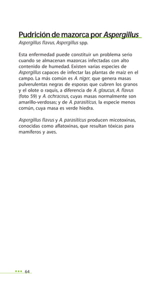 64
Pudrición de mazorca por Aspergillus
Aspergillus flavus, Aspergillus spp.
Esta enfermedad puede constituir un problema serio
cuando se almacenan mazorcas infectadas con alto
contenido de humedad. Existen varias especies de
Aspergillus capaces de infectar las plantas de maíz en el
campo. La más común es A. niger, que genera masas
pulverulentas negras de esporas que cubren los granos
y el olote o raquis, a diferencia de A. glaucus, A. flavus
(foto 59) y A. ochraceus, cuyas masas normalmente son
amarillo-verdosas; y de A. parasiticus, la especie menos
común, cuya masa es verde hiedra.
Aspergillus flavus y A. parasiticus producen micotoxinas,
conocidas como aflatoxinas, que resultan tóxicas para
mamíferos y aves.
 
