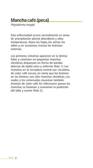 2
Mancha café (peca)
Physoderma maydis
Esta enfermedad ocurre normalmente en áreas
de precipitación pluvial abundante y altas
temperaturas. Ataca las hojas, las vainas, los
tallos y, en ocasiones, incluso las brácteas
externas.
Los primeros síntomas aparecen en la lámina
foliar y consisten en pequeñas manchas
cloróticas dispuestas en forma de bandas
alternas de tejido sano y enfermo (foto 1). Las
manchas en la nervadura central son circulares,
de color café oscuro, en tanto que las lesiones
en las láminas son sólo manchas cloróticas. Los
nudos y los entrenudos muestran también
lesiones de color café. En infecciones graves las
manchas se fusionan y ocasionan la pudrición
del tallo y acame (foto 2).
 