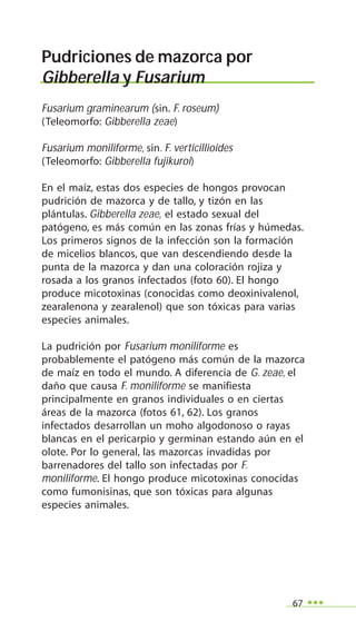 67
Pudriciones de mazorca por
Gibberella y Fusarium
Fusarium graminearum (sin. F. roseum)
(Teleomorfo: Gibberella zeae)
Fusarium moniliforme, sin. F. verticillioides
(Teleomorfo: Gibberella fujikuroi)
En el maíz, estas dos especies de hongos provocan
pudrición de mazorca y de tallo, y tizón en las
plántulas. Gibberella zeae, el estado sexual del
patógeno, es más común en las zonas frías y húmedas.
Los primeros signos de la infección son la formación
de micelios blancos, que van descendiendo desde la
punta de la mazorca y dan una coloración rojiza y
rosada a los granos infectados (foto 60). El hongo
produce micotoxinas (conocidas como deoxinivalenol,
zearalenona y zearalenol) que son tóxicas para varias
especies animales.
La pudrición por Fusarium moniliforme es
probablemente el patógeno más común de la mazorca
de maíz en todo el mundo. A diferencia de G. zeae, el
daño que causa F. moniliforme se manifiesta
principalmente en granos individuales o en ciertas
áreas de la mazorca (fotos 61, 62). Los granos
infectados desarrollan un moho algodonoso o rayas
blancas en el pericarpio y germinan estando aún en el
olote. Por lo general, las mazorcas invadidas por
barrenadores del tallo son infectadas por F.
moniliforme. El hongo produce micotoxinas conocidas
como fumonisinas, que son tóxicas para algunas
especies animales.
 