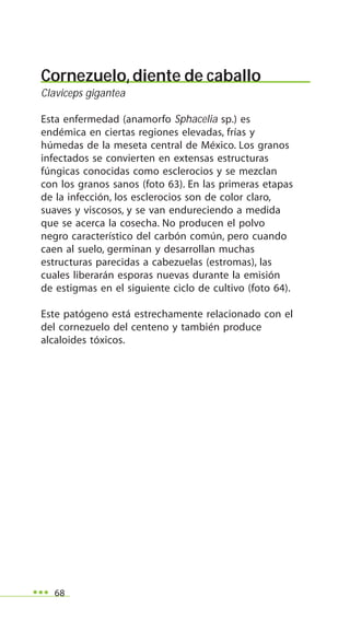 68
Cornezuelo,diente de caballo
Claviceps gigantea
Esta enfermedad (anamorfo Sphacelia sp.) es
endémica en ciertas regiones elevadas, frías y
húmedas de la meseta central de México. Los granos
infectados se convierten en extensas estructuras
fúngicas conocidas como esclerocios y se mezclan
con los granos sanos (foto 63). En las primeras etapas
de la infección, los esclerocios son de color claro,
suaves y viscosos, y se van endureciendo a medida
que se acerca la cosecha. No producen el polvo
negro característico del carbón común, pero cuando
caen al suelo, germinan y desarrollan muchas
estructuras parecidas a cabezuelas (estromas), las
cuales liberarán esporas nuevas durante la emisión
de estigmas en el siguiente ciclo de cultivo (foto 64).
Este patógeno está estrechamente relacionado con el
del cornezuelo del centeno y también produce
alcaloides tóxicos.
 