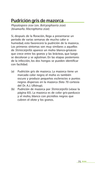 75
Pudrición gris de mazorca
Physalospora zeae (sin. Botryosphaeria zeae)
(Anamorfo: Macrophoma zeae)
Si, después de la floración, llega a presentarse un
periodo de varias semanas de mucho calor o
humedad, esto favorecerá la pudrición de la mazorca.
Los primeros síntomas son muy similares a aquellos
de Stenocarpella: aparece un moho blanco-grisáceo
que crece entre los granos y las brácteas, que luego
se decoloran y se aglutinan. En las etapas posteriores
de la infección, los dos hongos se pueden identificar
con facilidad.
(a) Pudrición gris de mazorca. La mazorca tiene un
marcado color negro; el moho es también
oscuro y produce pequeños esclerocios o puntos
negros dispersos en la mazorca (foto 70 cortesía
del Dr. A.J. Ullstrup).
(b) Pudrición de mazorca por Stenocarpella (véase la
página 83). La mazorca es de color gris-pardusco
y el moho, blanco con picnidios negros que
cubren el olote y los granos.
 