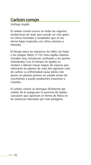 76
Carbón común
Ustilago maydis
El carbón común ocurre en todas las regiones
productoras de maíz, pero puede ser más grave
en climas húmedos y templados que en las
tierras bajas tropicales con clima caluroso y
húmedo.
El hongo ataca las mazorcas, los tallos, las hojas
y las espigas (fotos 71-73). Unas agallas blancas
cerradas muy conspicuas sustituyen a los granos
individuales. Con el tiempo las agallas se
rompen y liberan masas negras de esporas que
infectarán las plantas de maíz del siguiente ciclo
de cultivo. La enfermedad causa daños más
graves en plantas jóvenes en estado activo de
crecimiento y puede producirles enanismo o
matarlas.
El carbón común se distingue fácilmente del
carbón de la espiga por la ausencia de tejidos
vasculares que aparecen en forma de fibras en
las mazorcas infectadas por este patógeno.
 