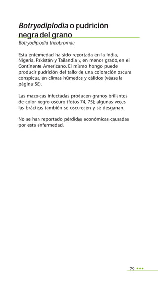 79
Botryodiplodia o pudrición
negra del grano
Botryodiplodia theobromae
Esta enfermedad ha sido reportada en la India,
Nigeria, Pakistán y Tailandia y, en menor grado, en el
Continente Americano. El mismo hongo puede
producir pudrición del tallo de una coloración oscura
conspicua, en climas húmedos y cálidos (véase la
página 58).
Las mazorcas infectadas producen granos brillantes
de color negro oscuro (fotos 74, 75); algunas veces
las brácteas también se oscurecen y se desgarran.
No se han reportado pérdidas económicas causadas
por esta enfermedad.
 