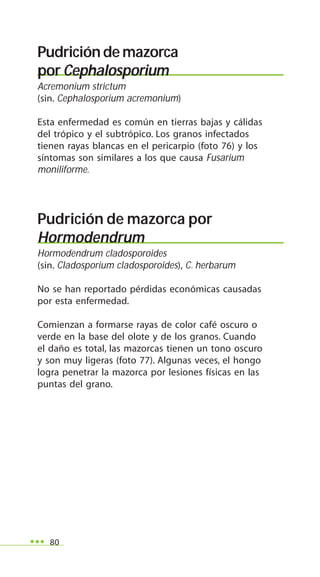 80
Pudrición de mazorca
por Cephalosporium
Acremonium strictum
(sin. Cephalosporium acremonium)
Esta enfermedad es común en tierras bajas y cálidas
del trópico y el subtrópico. Los granos infectados
tienen rayas blancas en el pericarpio (foto 76) y los
síntomas son similares a los que causa Fusarium
moniliforme.
Pudrición de mazorca por
Hormodendrum
Hormodendrum cladosporoides
(sin. Cladosporium cladosporoides), C. herbarum
No se han reportado pérdidas económicas causadas
por esta enfermedad.
Comienzan a formarse rayas de color café oscuro o
verde en la base del olote y de los granos. Cuando
el daño es total, las mazorcas tienen un tono oscuro
y son muy ligeras (foto 77). Algunas veces, el hongo
logra penetrar la mazorca por lesiones físicas en las
puntas del grano.
 