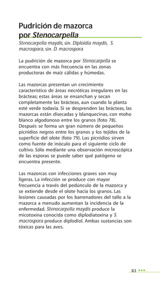 83
Pudrición de mazorca
por Stenocarpella
Stenocarpella maydis, sin. Diploidia maydis, S.
macrospora, sin. D. macrospora
La pudrición de mazorca por Stenocarpella se
encuentra con más frecuencia en las zonas
productoras de maíz cálidas y húmedas.
Las mazorcas presentan un crecimiento
característico de áreas necróticas irregulares en las
brácteas; estas áreas se ensanchan y secan
completamente las brácteas, aun cuando la planta
esté verde todavía. Si se desprenden las brácteas, las
mazorcas están disecadas y blanquecinas, con moho
blanco algodonoso entre los granos (foto 78).
Después se forma un gran número de pequeños
picnidios negros entre los granos y los tejidos de la
superficie del olote (foto 79). Los picnidios sirven
como fuente de inóculo para el siguiente ciclo de
cultivo. Sólo mediante una observación microscópica
de las esporas se puede saber qué patógeno se
encuentra presente.
Las mazorcas con infecciones graves son muy
ligeras. La infección se produce con mayor
frecuencia a través del pedúnculo de la mazorca y
se extiende desde el olote hacia los granos. Las
lesiones causadas por los barrenadores del tallo a la
mazorca a menudo aumentan la incidencia de la
enfermedad. Stenocarpella maydis produce la
micotoxina conocida como diplodiatoxina y S.
macrospora produce diplodiol. Ambas sustancias son
tóxicas para las aves.
 
