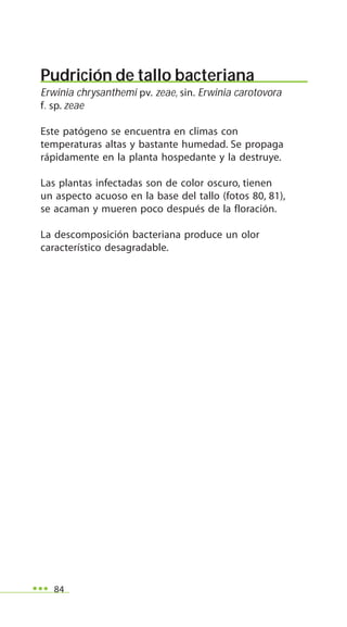 84
Pudrición de tallo bacteriana
Erwinia chrysanthemi pv. zeae, sin. Erwinia carotovora
f. sp. zeae
Este patógeno se encuentra en climas con
temperaturas altas y bastante humedad. Se propaga
rápidamente en la planta hospedante y la destruye.
Las plantas infectadas son de color oscuro, tienen
un aspecto acuoso en la base del tallo (fotos 80, 81),
se acaman y mueren poco después de la floración.
La descomposición bacteriana produce un olor
característico desagradable.
 