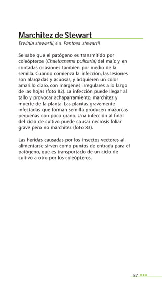 87
Marchitez de Stewart
Erwinia stewartii, sin. Pantoea stewartii
Se sabe que el patógeno es transmitido por
coleópteros (Chaetocnema pulicaria) del maíz y en
contadas ocasiones también por medio de la
semilla. Cuando comienza la infección, las lesiones
son alargadas y acuosas, y adquieren un color
amarillo claro, con márgenes irregulares a lo largo
de las hojas (foto 82). La infección puede llegar al
tallo y provocar achaparramiento, marchitez y
muerte de la planta. Las plantas gravemente
infectadas que forman semilla producen mazorcas
pequeñas con poco grano. Una infección al final
del ciclo de cultivo puede causar necrosis foliar
grave pero no marchitez (foto 83).
Las heridas causadas por los insectos vectores al
alimentarse sirven como puntos de entrada para el
patógeno, que es transportado de un ciclo de
cultivo a otro por los coleópteros.
 