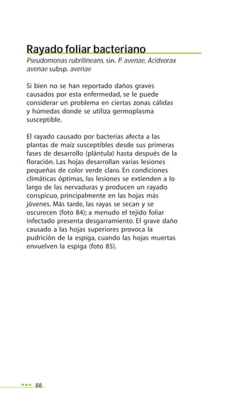 88
Rayado foliar bacteriano
Pseudomonas rubrilineans, sin. P. avenae, Acidvorax
avenae subsp. avenae
Si bien no se han reportado daños graves
causados por esta enfermedad, se le puede
considerar un problema en ciertas zonas cálidas
y húmedas donde se utiliza germoplasma
susceptible.
El rayado causado por bacterias afecta a las
plantas de maíz susceptibles desde sus primeras
fases de desarrollo (plántula) hasta después de la
floración. Las hojas desarrollan varias lesiones
pequeñas de color verde claro. En condiciones
climáticas óptimas, las lesiones se extienden a lo
largo de las nervaduras y producen un rayado
conspicuo, principalmente en las hojas más
jóvenes. Más tarde, las rayas se secan y se
oscurecen (foto 84); a menudo el tejido foliar
infectado presenta desgarramiento. El grave daño
causado a las hojas superiores provoca la
pudrición de la espiga, cuando las hojas muertas
envuelven la espiga (foto 85).
 