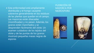 PUDRICIÓN DE
MAZORCA POR
NIGROSPORA
 Esta enfermedad está ampliamente
distribuida y el hongo causante
sobrevive generalmente en los residuos
de las plantas que quedan en el campo.
Las mazorcas están disecadas
(momificadas) y no pesan. Además, los
granos están manchados y se
desprenden fácilmente del olote. Un
examen cuidadoso de los tejidos del
olote y de las puntas de los granos
mostrará pequeñas masas negras de
esporas
 