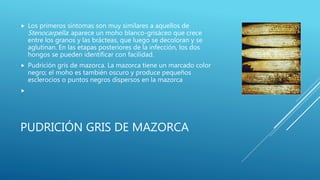 PUDRICIÓN GRIS DE MAZORCA
 Los primeros síntomas son muy similares a aquellos de
Stenocarpella: aparece un moho blanco-grisáceo que crece
entre los granos y las brácteas, que luego se decoloran y se
aglutinan. En las etapas posteriores de la infección, los dos
hongos se pueden identificar con facilidad.
 Pudrición gris de mazorca. La mazorca tiene un marcado color
negro; el moho es también oscuro y produce pequeños
esclerocios o puntos negros dispersos en la mazorca

 
