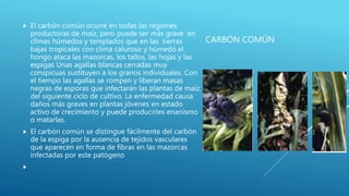 CARBÓN COMÚN
 El carbón común ocurre en todas las regiones
productoras de maíz, pero puede ser más grave en
climas húmedos y templados que en las tierras
bajas tropicales con clima caluroso y húmedo el
hongo ataca las mazorcas, los tallos, las hojas y las
espigas Unas agallas blancas cerradas muy
conspicuas sustituyen a los granos individuales. Con
el tiempo las agallas se rompen y liberan masas
negras de esporas que infectarán las plantas de maíz
del siguiente ciclo de cultivo. La enfermedad causa
daños más graves en plantas jóvenes en estado
activo de crecimiento y puede producirles enanismo
o matarlas.
 El carbón común se distingue fácilmente del carbón
de la espiga por la ausencia de tejidos vasculares
que aparecen en forma de fibras en las mazorcas
infectadas por este patógeno

 