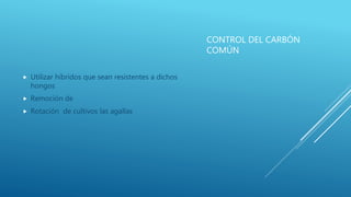 CONTROL DEL CARBÓN
COMÚN
 Utilizar híbridos que sean resistentes a dichos
hongos
 Remoción de
 Rotación de cultivos las agallas
 