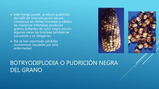 BOTRYODIPLODIA O PUDRICIÓN NEGRA
DEL GRANO
 este hongo puede producir pudrición
del tallo de una coloración oscura
conspicua, en climas húmedos y cálidos
las mazorcas infectadas producen
granos brillantes de color negro oscuro
algunas veces las brácteas también se
oscurecen y se desgarran.
 No se han reportado pérdidas
económicas causadas por esta
enfermedad
 