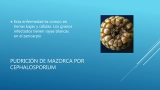 PUDRICIÓN DE MAZORCA POR
CEPHALOSPORIUM
 Esta enfermedad es común en
tierras bajas y cálidas. Los granos
infectados tienen rayas blancas
en el pericarpio
 