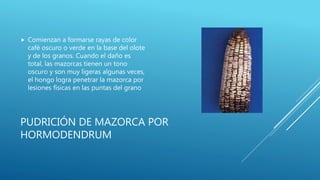 PUDRICIÓN DE MAZORCA POR
HORMODENDRUM
 Comienzan a formarse rayas de color
café oscuro o verde en la base del olote
y de los granos. Cuando el daño es
total, las mazorcas tienen un tono
oscuro y son muy ligeras algunas veces,
el hongo logra penetrar la mazorca por
lesiones físicas en las puntas del grano
 