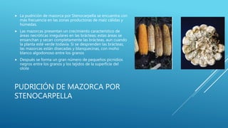 PUDRICIÓN DE MAZORCA POR
STENOCARPELLA
 La pudrición de mazorca por Stenocarpella se encuentra con
más frecuencia en las zonas productoras de maíz cálidas y
húmedas.
 Las mazorcas presentan un crecimiento característico de
áreas necróticas irregulares en las brácteas; estas áreas se
ensanchan y secan completamente las brácteas, aun cuando
la planta esté verde todavía. Si se desprenden las brácteas,
las mazorcas están disecadas y blanquecinas, con moho
blanco algodonoso entre los granos
 Después se forma un gran número de pequeños picnidios
negros entre los granos y los tejidos de la superficie del
olote
 