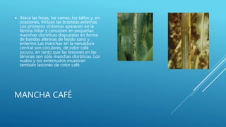 MANCHA CAFÉ
 Ataca las hojas, las vainas, los tallos y, en
ocasiones, incluso las brácteas externas
Los primeros síntomas aparecen en la
lámina foliar y consisten en pequeñas
manchas cloróticas dispuestas en forma
de bandas alternas de tejido sano y
enfermo Las manchas en la nervadura
central son circulares, de color café
oscuro, en tanto que las lesiones en las
láminas son sólo manchas cloróticas. Los
nudos y los entrenudos muestran
también lesiones de color café
 
