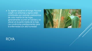 ROYA
 Su agente causal es el hongo Puccinia
sorghi. Los síntomas y signos están
constituidos por pústulas uredosóricas
de color marrón en las hojas,
generalmente ocurren en bandas y se
ubican en la parte media de la hoja.
Las condiciones predisponentes para
la enfermedad son alta humedad
 