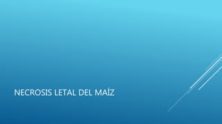 NECROSIS LETAL DEL MAÍZ
 