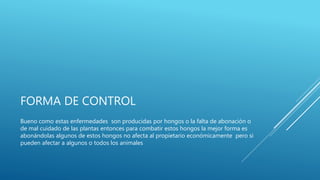 FORMA DE CONTROL
Bueno como estas enfermedades son producidas por hongos o la falta de abonación o
de mal cuidado de las plantas entonces para combatir estos hongos la mejor forma es
abonándolas algunos de estos hongos no afecta al propietario económicamente pero si
pueden afectar a algunos o todos los animales
 