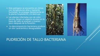 PUDRICIÓN DE TALLO BACTERIANA
 Este patógeno se encuentra en climas
con temperaturas altas y bastante
humedad. Se propaga rápidamente en
la planta hospedante y la destruye.
 Las plantas infectadas son de color
oscuro, tienen un aspecto acuoso en la
base del tallo se acaman y mueren
poco después de la floración.
 La descomposición bacteriana produce
un olor característico desagradable
 