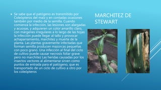 MARCHITEZ DE
STEWART
 Se sabe que el patógeno es transmitido por
Coleópteros del maíz y en contadas ocasiones
también por medio de la semilla. Cuando
comienza la infección, las lesiones son alargadas
y acuosas, y adquieren un color amarillo claro,
con márgenes irregulares a lo largo de las hojas
la infección puede llegar al tallo y provocar
achaparramiento, marchitez y muerte de la
planta. Las plantas gravemente infectadas que
forman semilla producen mazorcas pequeñas
con poco grano. Una infección al final del ciclo
de cultivo puede causar necrosis foliar grave
pero no marchitez Las heridas causadas por los
insectos vectores al alimentarse sirven como
puntos de entrada para el patógeno, que es
transportado de un ciclo de cultivo a otro por
los coleópteros
 