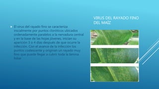 VIRUS DEL RAYADO FINO
DEL MAÍZ
 El virus del rayado fino se caracteriza
inicialmente por puntos cloróticos ubicados
ordenadamente paralelos a la nervadura central
y en la base de las hojas jóvenes, inician su
aparición 3 o 4 días después de que ocurre la
infección. Con el avance de la infección los
puntos coalescente y originan un rayado muy
fino que puede llegar a cubrir toda la lámina
foliar
 