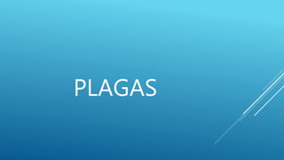 PLAGAS
 
