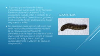GUSANO GRIS
 El gusano gris son larvas de diversas
mariposas que forman parte de los Noctuídos.
Presentan un tamaño de entre 4 5 cm,
enrollándose cuando notan el contacto de un
posible depredador. Tienen un color grisáceo, y
en el caso de la Agrotis ípsilon presenta franjas
negras en sus anillos.
 Los daños que causa sobre el cultivo del maíz
están relacionados con las mordeduras de la
larva. Provocan un marchitamiento
generalizado de las hojas centrales en la planta
joven, expandiéndose con el tiempo al resto de
la planta. Un ataque fuerte disminuye
considerablemente el volumen de plantas en
una plantación.
 