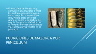 PUDRICIONES DE MAZORCA POR
PENICILLIUM
 Es una clase de hongo muy
común en una mazorca o maíz
los síntomas de este hongo es
como un polvo azul-verdoso
muy visible crese entre los
granos y sobre la superficie del
raquis. Los granos dañados por
el hongo se tornan amarillentos
y presentan rayas visibles en el
pericarpio
 