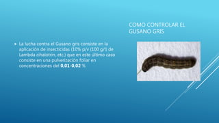 COMO CONTROLAR EL
GUSANO GRIS
 La lucha contra el Gusano gris consiste en la
aplicación de insecticidas (10% p/v (100 g/l) de
Lambda cihalotrin, etc.) que en este último caso
consiste en una pulverización foliar en
concentraciones del 0,01-0,02 %
 