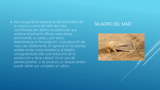 TALADRO DEL MAÍZ
 esta oruga de la Sesamia se alimenta tanto de
la mazorca como del tallo del maíz,
comiéndose por dentro el pedúnculo que
sostiene el penacho (flores masculinas),
provocando su caída, y por tanto,
deteniéndose la fecundación. La producción de
maíz cae súbitamente. En general en las plantas
adultas existe cierta resistencia al taladro,
consiguiéndose sólo una reducción de la
producción y de la calidad. En el caso de
plantas jóvenes, si se produce un ataque severo
puede dañar por completo el cultivo
 