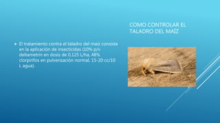 COMO CONTROLAR EL
TALADRO DEL MAÍZ
 El tratamiento contra el taladro del maíz consiste
en la aplicación de insecticidas (10% p/v
deltametrin en dosis de 0,125 L/ha, 48%
clorpirifos en pulverización normal, 15-20 cc/10
L agua).
 
