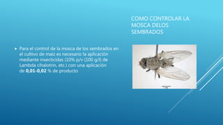 COMO CONTROLAR LA
MOSCA DELOS
SEMBRADOS
 Para el control de la mosca de los sembrados en
el cultivo de maíz es necesario la aplicación
mediante insecticidas (10% p/v (100 g/l) de
Lambda cihalotrin, etc.) con una aplicación
de 0,01-0,02 % de producto
 
