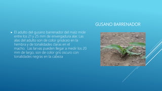 GUSANO BARRENADOR
 El adulto del gusano barrenador del maíz mide
entre los 21 y 25 mm de envergadura alar. Las
alas del adulto son de color grisáceo en la
hembra y de tonalidades claras en el
macho. Las larvas pueden llegar a medir los 20
mm de largo, son de color gris oscuro con
tonalidades negras en la cabeza
 