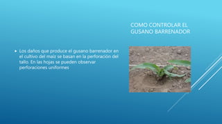 COMO CONTROLAR EL
GUSANO BARRENADOR
 Los daños que produce el gusano barrenador en
el cultivo del maíz se basan en la perforación del
tallo. En las hojas se pueden observar
perforaciones uniformes.
 