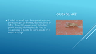 ORUGA DEL MAÍZ
 los daños causados por la oruga del maíz son
producidos por las mordeduras de las larvas en
tallos y frutos. Un ataque severo del cultivo
provoca un segado completo del maíz. La
oruga realiza la puesta, de forma aislada, en el
envés de la hoja.
 