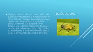 PULGÓN DEL MAÍZ el pulgón del maíz afecta el cultivo debido a la
succión que realiza sobre el material vegetal, en
concreto hojas y espigas. Estos ataques causan
clorosis, necrosis y pérdida de vigor de la
planta. A menudo, si el ataque es severo
produce una reducción del número de granos
de la espiga. La época en que el pulgón realiza
su ataque sobre el maíz con intensidad abarca
desde la primavera hasta principio de verano.
 