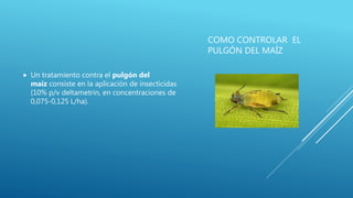 COMO CONTROLAR EL
PULGÓN DEL MAÍZ
 Un tratamiento contra el pulgón del
maíz consiste en la aplicación de insecticidas
(10% p/v deltametrin, en concentraciones de
0,075-0,125 L/ha).
 