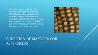 PUDRICIÓN DE MAZORCA POR
ASPERGILLUS
 esto pasa cuando se almacenan
grandes cantidades de mazorcas
infectadas con altas cantidades de
humedad existen varias clases de
Aspergillus capases de infectar el maíz
en el capo la más común es A Níger
que genera masas pulverulentas negras
de esporas que cubren los granos
 