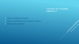 CONTROL DE FUSARION
GIBBERELLA
 Utilizar variedades resistentes
 Aplicar una fertilización de nitrógeno y potasio
 Utilizar bajas densidades
 