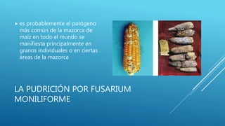 LA PUDRICIÓN POR FUSARIUM
MONILIFORME
 es probablemente el patógeno
más común de la mazorca de
maíz en todo el mundo se
manifiesta principalmente en
granos individuales o en ciertas
áreas de la mazorca
 