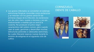 CORNEZUELO,
DIENTE DE CABALLO Los granos infectados se convierten en extensas
estructuras fúngicas conocidas como esclerocios
y se mezclan con los granos sanos En las
primeras etapas de la infección, los esclerocios
son de color claro, suaves y viscosos, y se van
endureciendo a medida que se acerca la
cosecha. No producen el polvo negro
característico del carbón común, pero cuando
caen al suelo, germinan y desarrollan muchas
estructuras parecidas a cabezuelas (estromas),
las cuales liberarán esporas nuevas durante la
emisión de estigmas en el siguiente ciclo de
cultivo
 