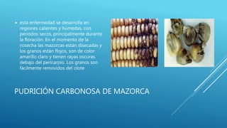 PUDRICIÓN CARBONOSA DE MAZORCA
 esta enfermedad se desarrolla en
regiones calientes y húmedas, con
periodos secos, principalmente durante
la floración. En el momento de la
cosecha las mazorcas están disecadas y
los granos están flojos, son de color
amarillo claro y tienen rayas oscuras
debajo del pericarpio. Los granos son
fácilmente removidos del olote
 