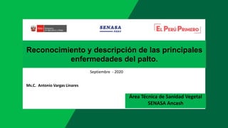 Reconocimiento y descripción de las principales
enfermedades del palto.
Área Técnica de Sanidad Vegetal
SENASA Ancash
Ms.C. Antonio Vargas Linares
Septiembre - 2020
 