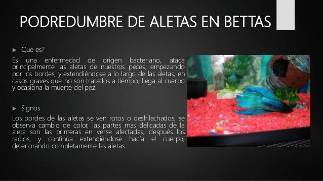 enfermedades del pez betta enfermedades del pez betta