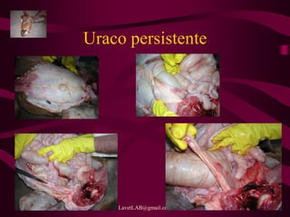 LavetLAB@gmail.com 10
Uraco persistente
 