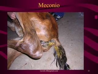 LavetLAB@gmail.com 11
Meconio
 
