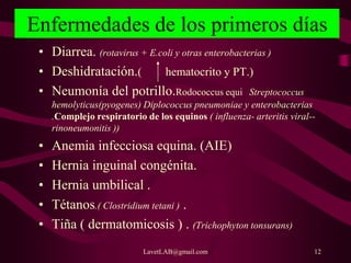LavetLAB@gmail.com 12
Enfermedades de los primeros días
• Diarrea. (rotavirus + E.coli y otras enterobacterias )
• Deshidratación.( hematocrito y PT.)
• Neumonía del potrillo.Rodococcus equi Streptococcus
hemolyticus(pyogenes) Diplococcus pneumoniae y enterobacterias
.Complejo respiratorio de los equinos ( influenza- arteritis viral--
rinoneumonitis ))
• Anemia infecciosa equina. (AIE)
• Hernia inguinal congénita.
• Hernia umbilical .
• Tétanos.( Clostridium tetani ) .
• Tiña ( dermatomicosis ) . (Trichophyton tonsurans)
 